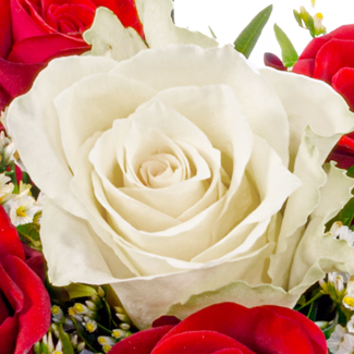 Rosenstrauß Romeo