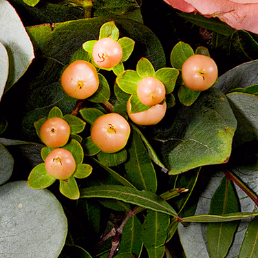 Blumenstrauß Morgentau