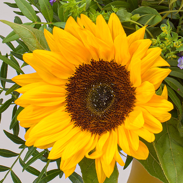 Flower Bouquet Sonnenkind