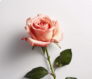 Rosen